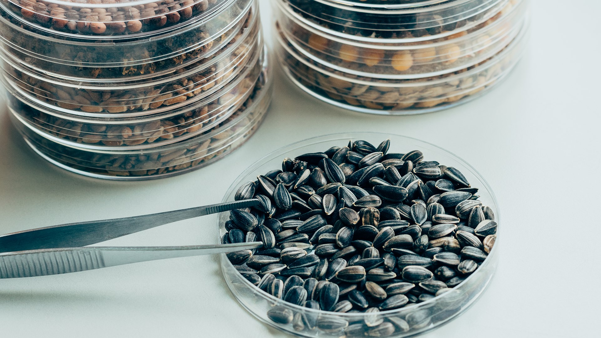 Seeds