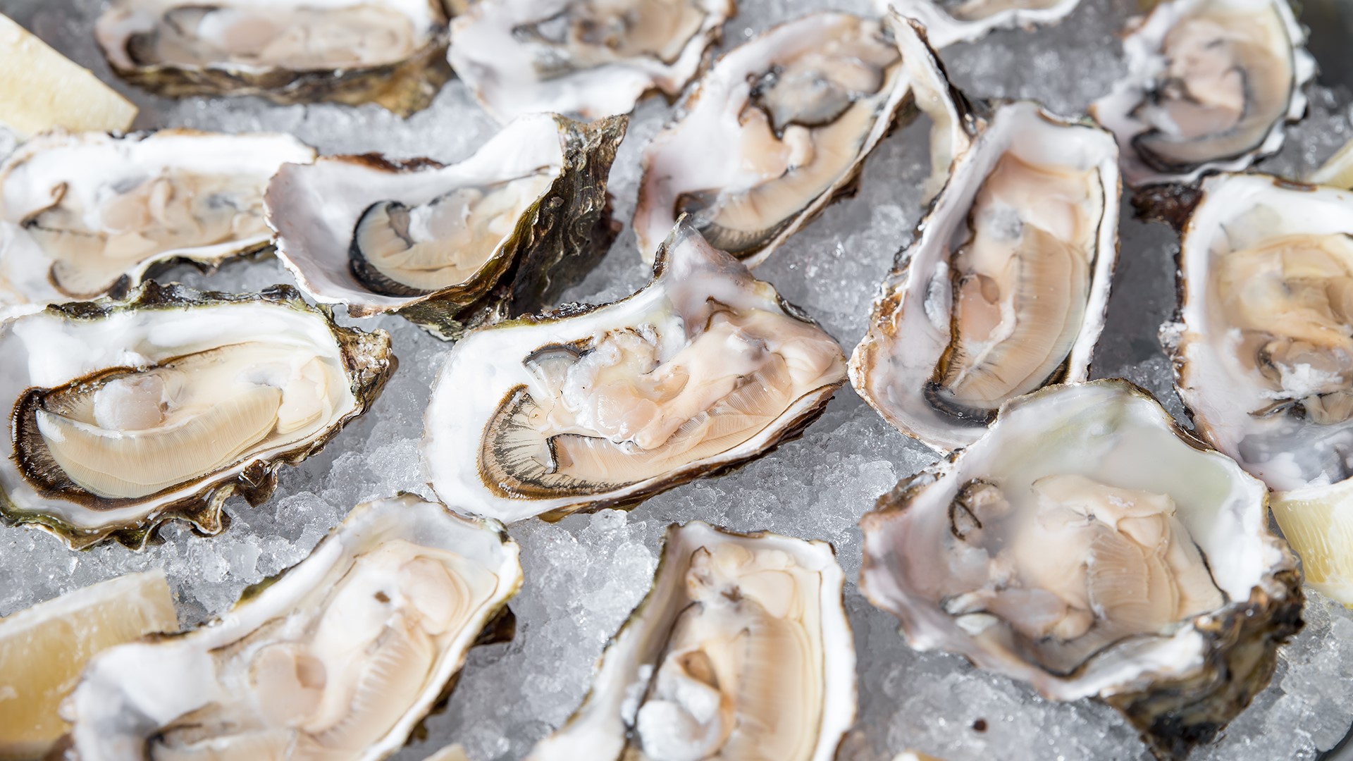 Oyster shells